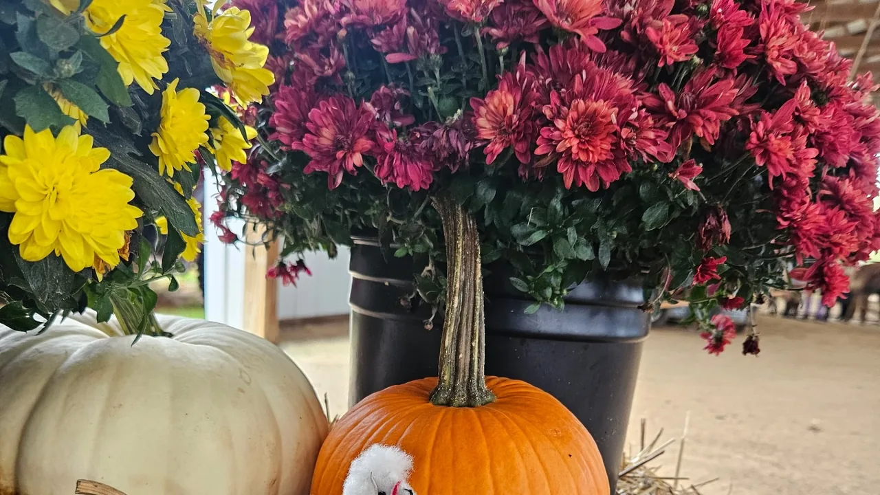 Mums and pumpkins on display outdoors