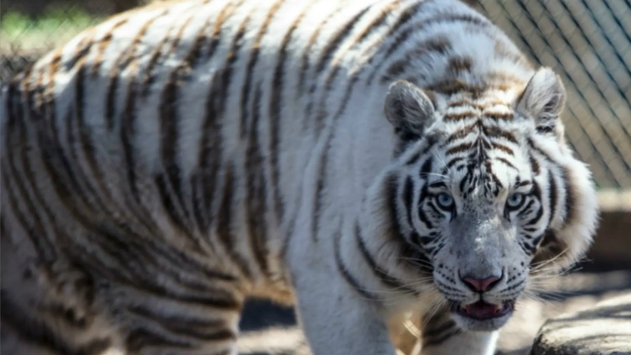 A white tiger prowls toward the camera