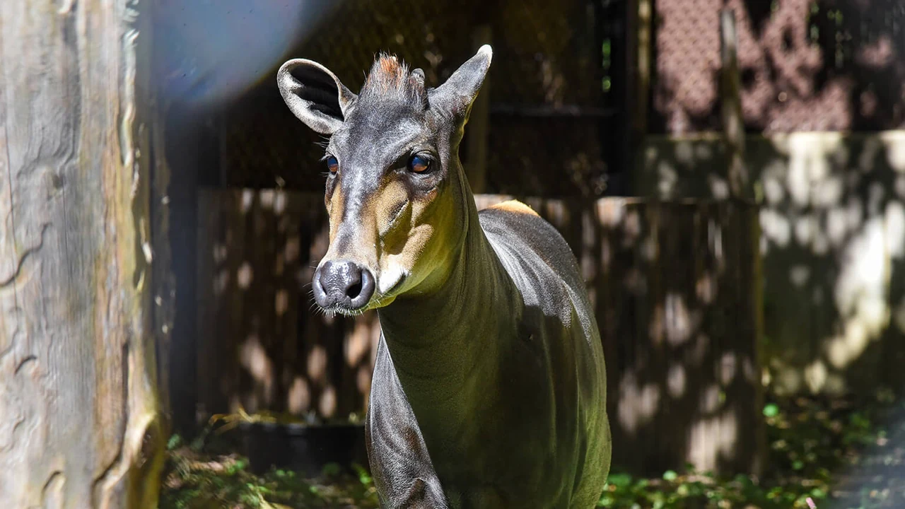 An okapi-like animal sculpture stands in a shaded wooden enclosure.