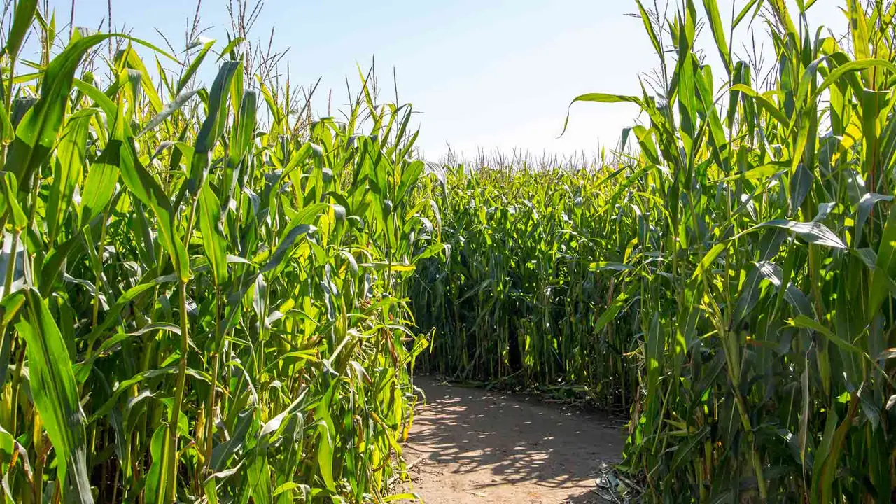 A path cuts through a tall green corn maze under a blue sky