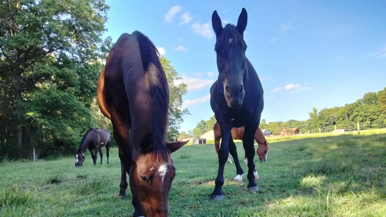 Horses graze in a green pasture