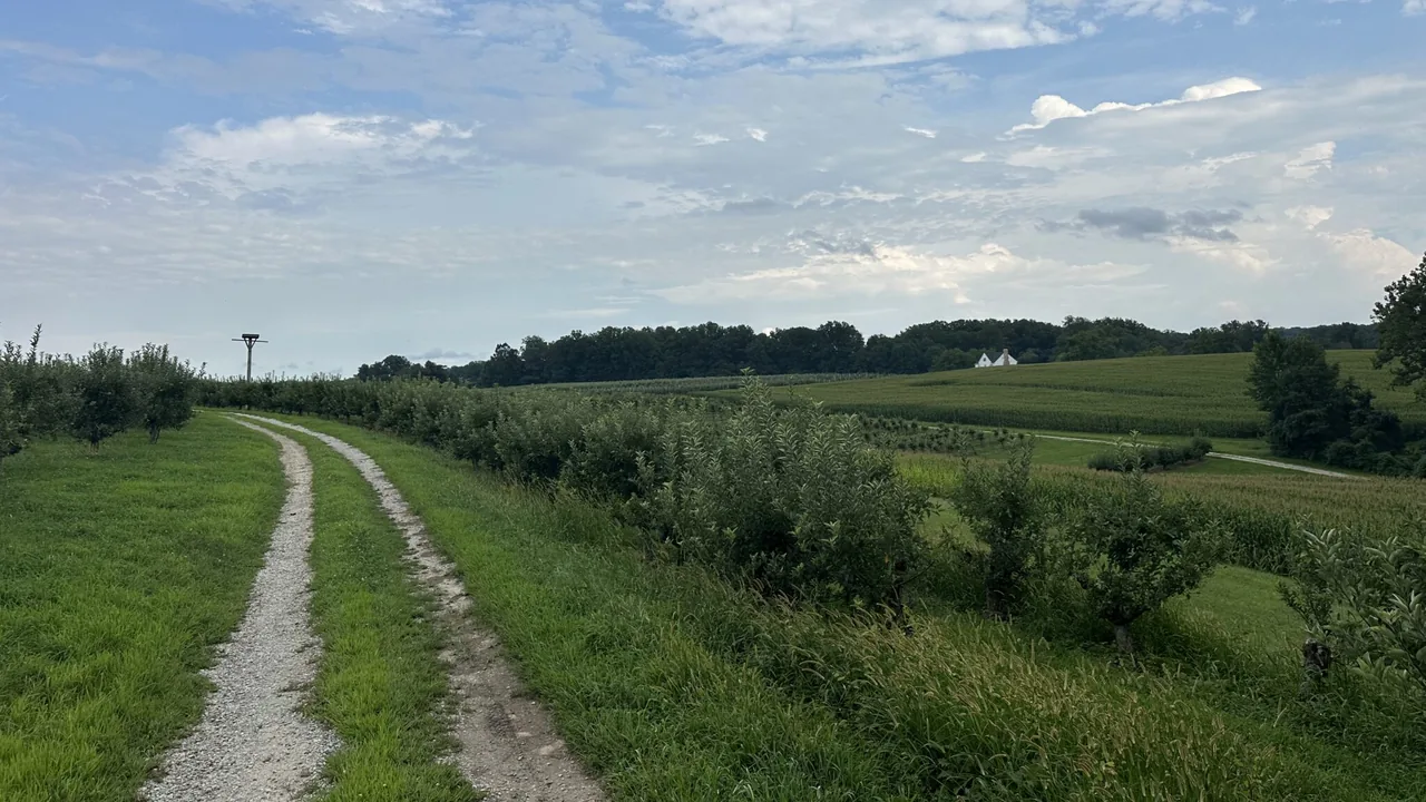 A grassy farm lane runs between orchard rows and fields under a cloudy sky.