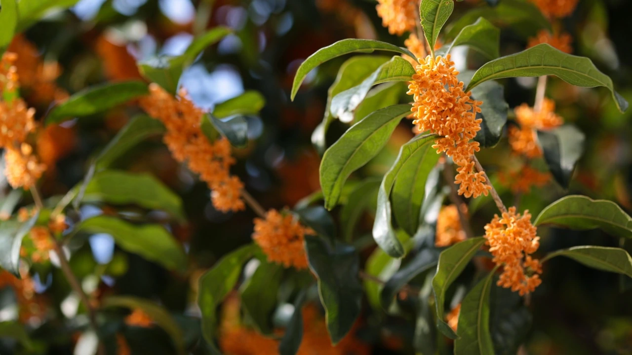 Orange blossoms among green leaves