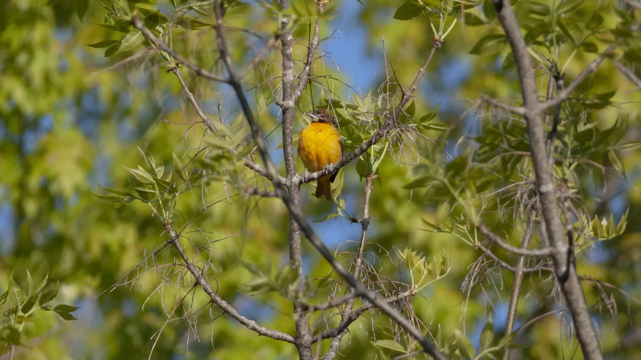 A yellow warbler perched in a leafy tree