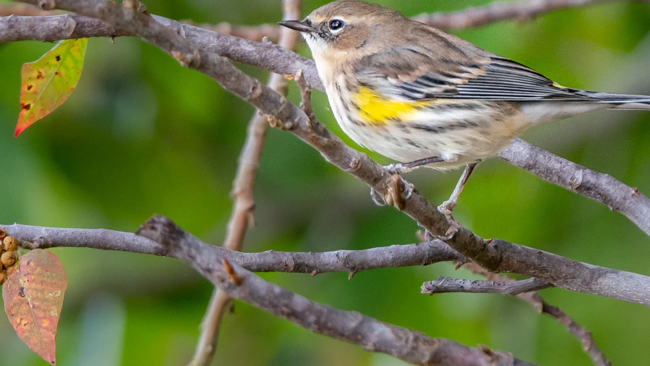 A yellow-rumped warbler on a branch