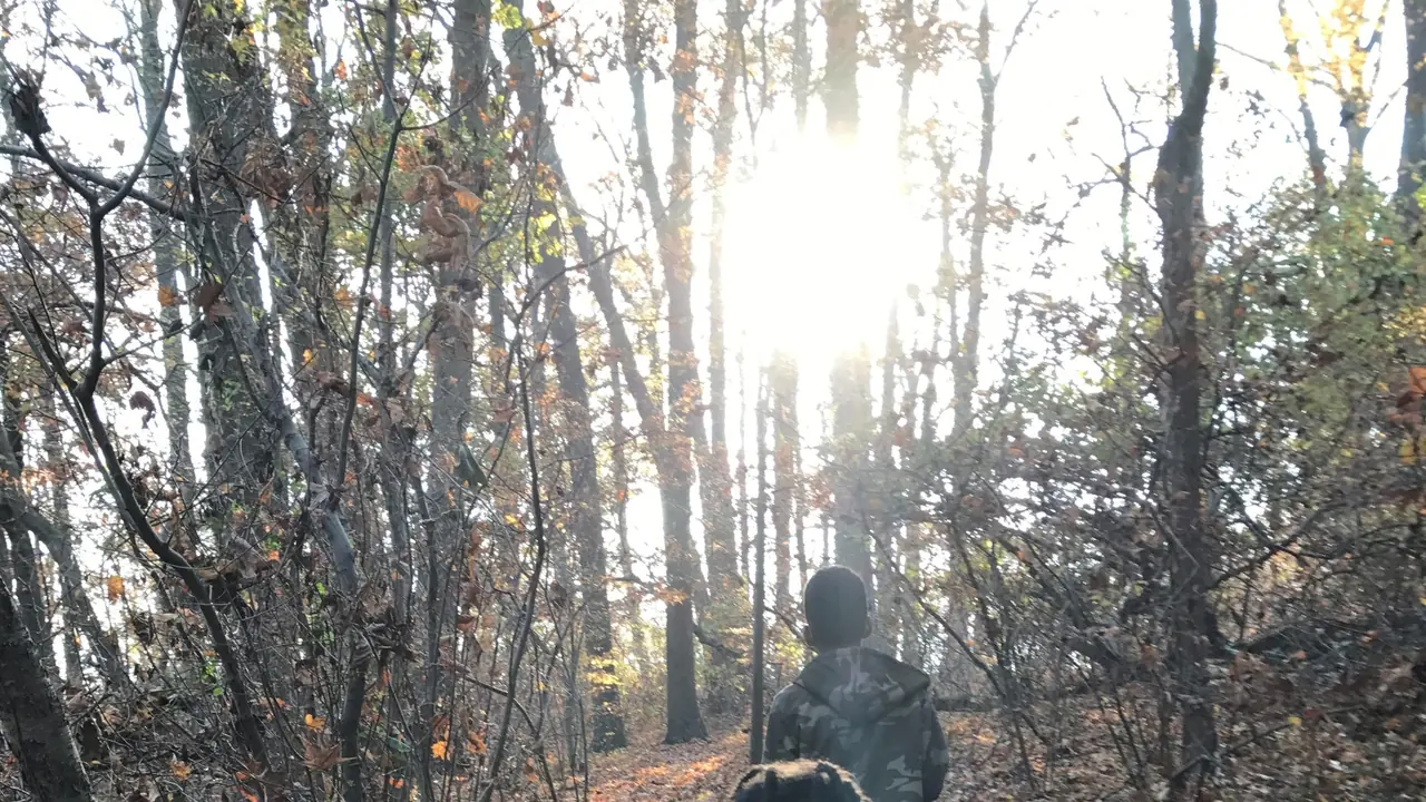 Sun filters through a winter forest