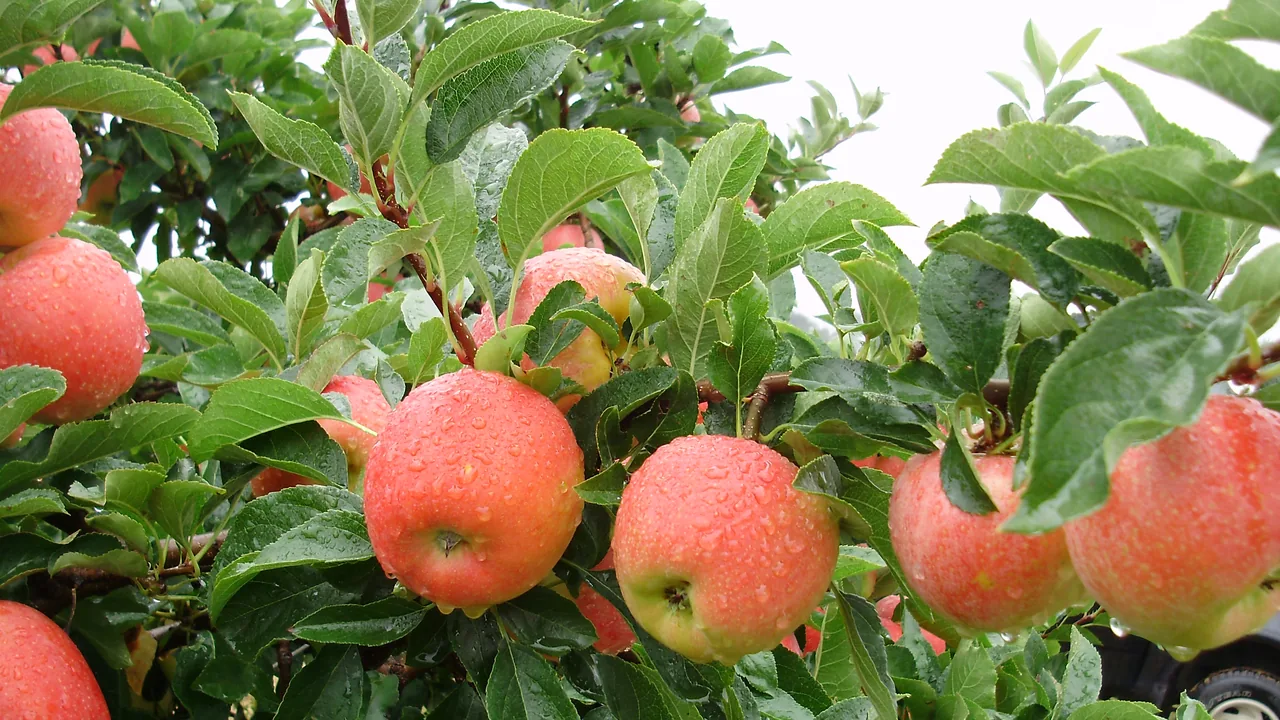 Ripe red apples hanging among green leaves on an orchard tree.