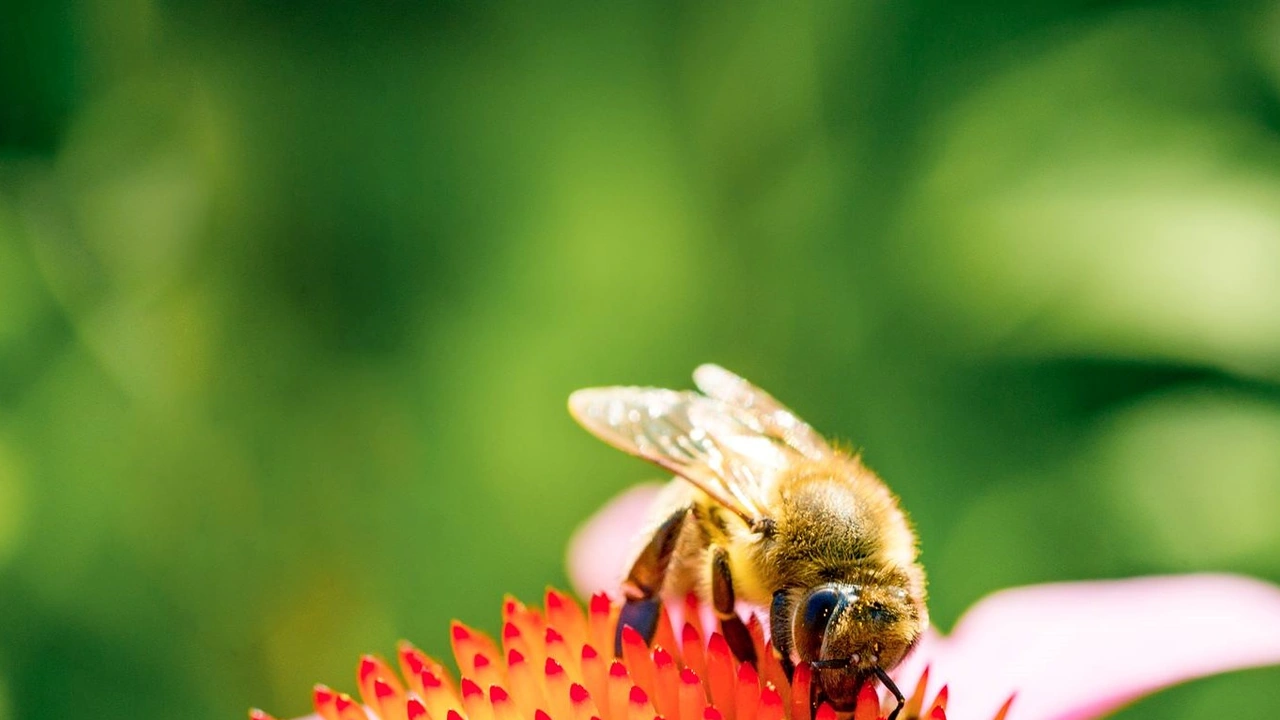 A bee gathers pollen on a coneflower