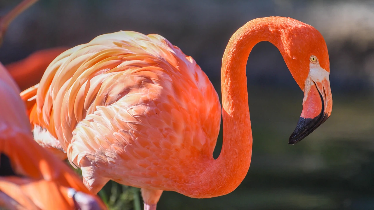 Close-up of a pink flamingo with its head curved down.