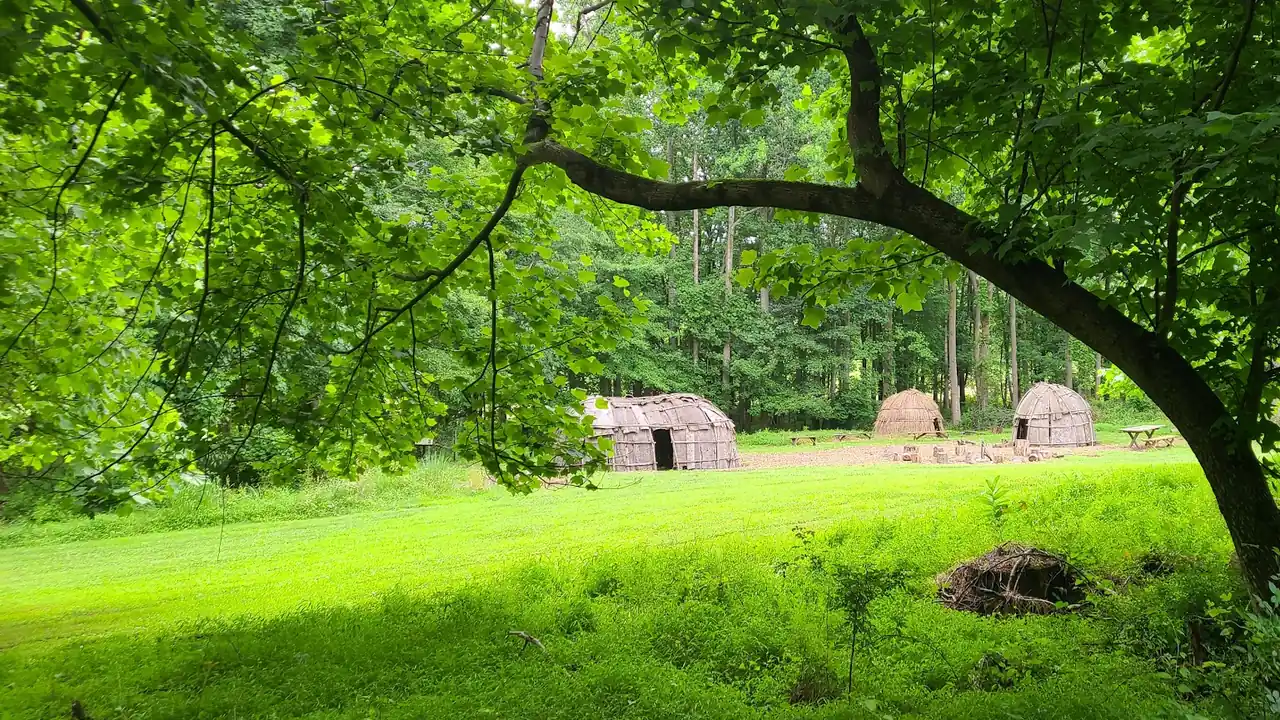 A grassy clearing with small thatched shelters beneath a large leafy tree.