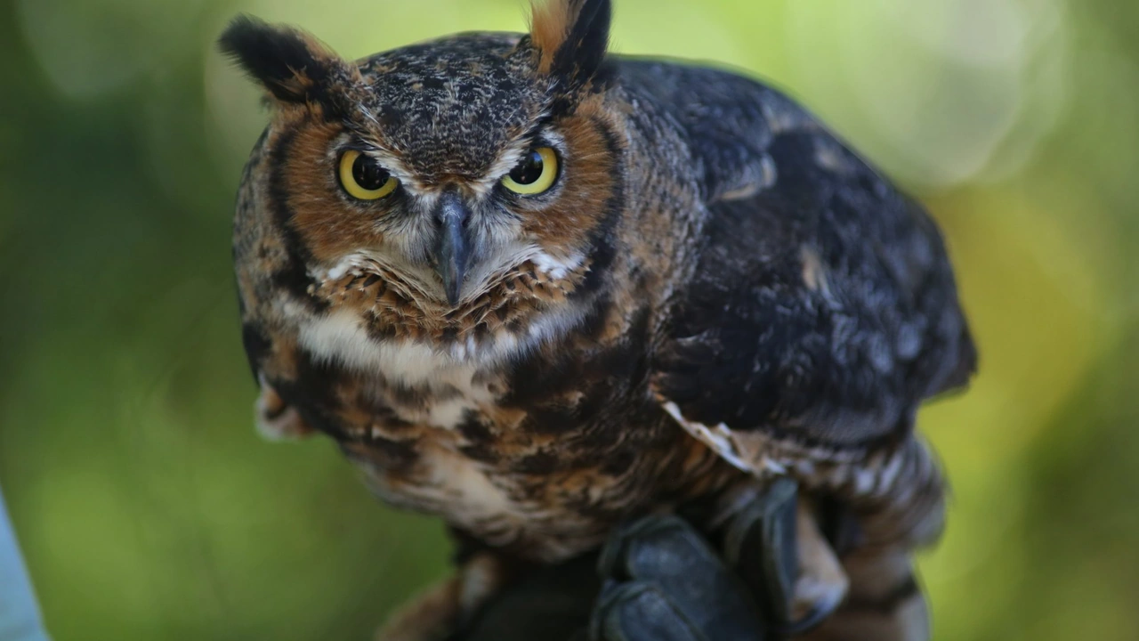 A great horned owl with bright yellow eyes perched against a green background.