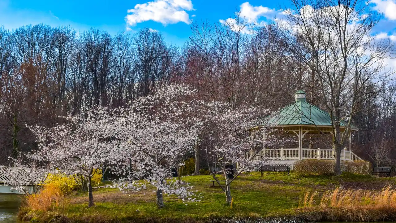 A gazebo among blossoming trees in a park