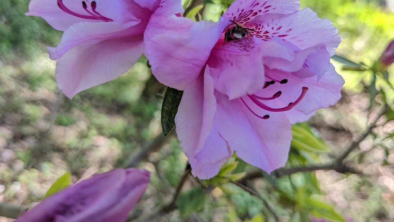 Pink azaleas in bloom