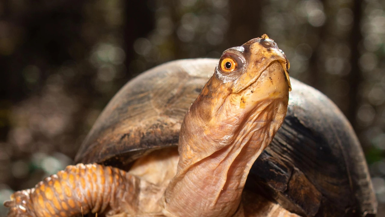 A box turtle raises its head