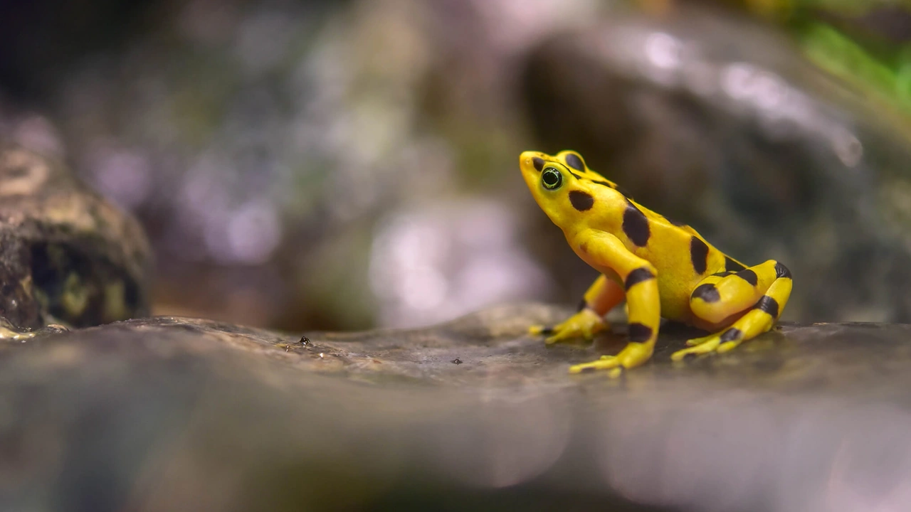 A yellow frog with black spots perched on a rock.