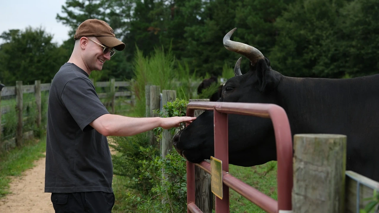 A man pets a cow over a farm fence