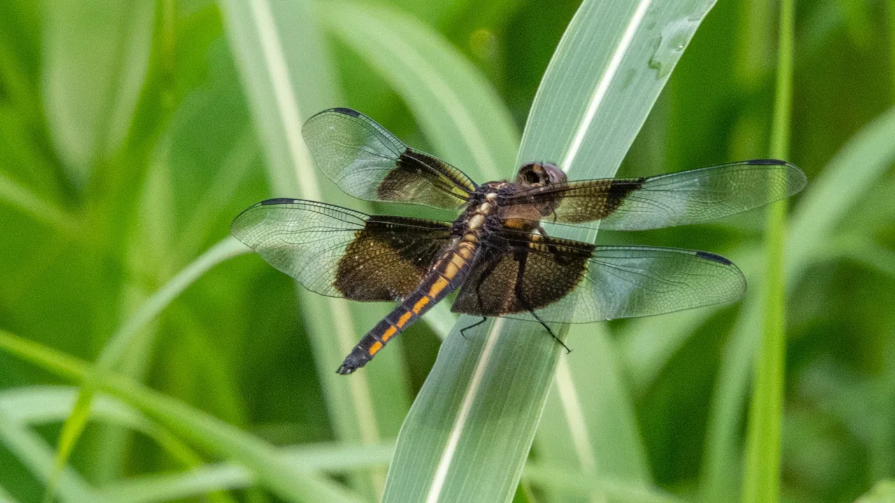 A dragonfly rests on a blade of grass