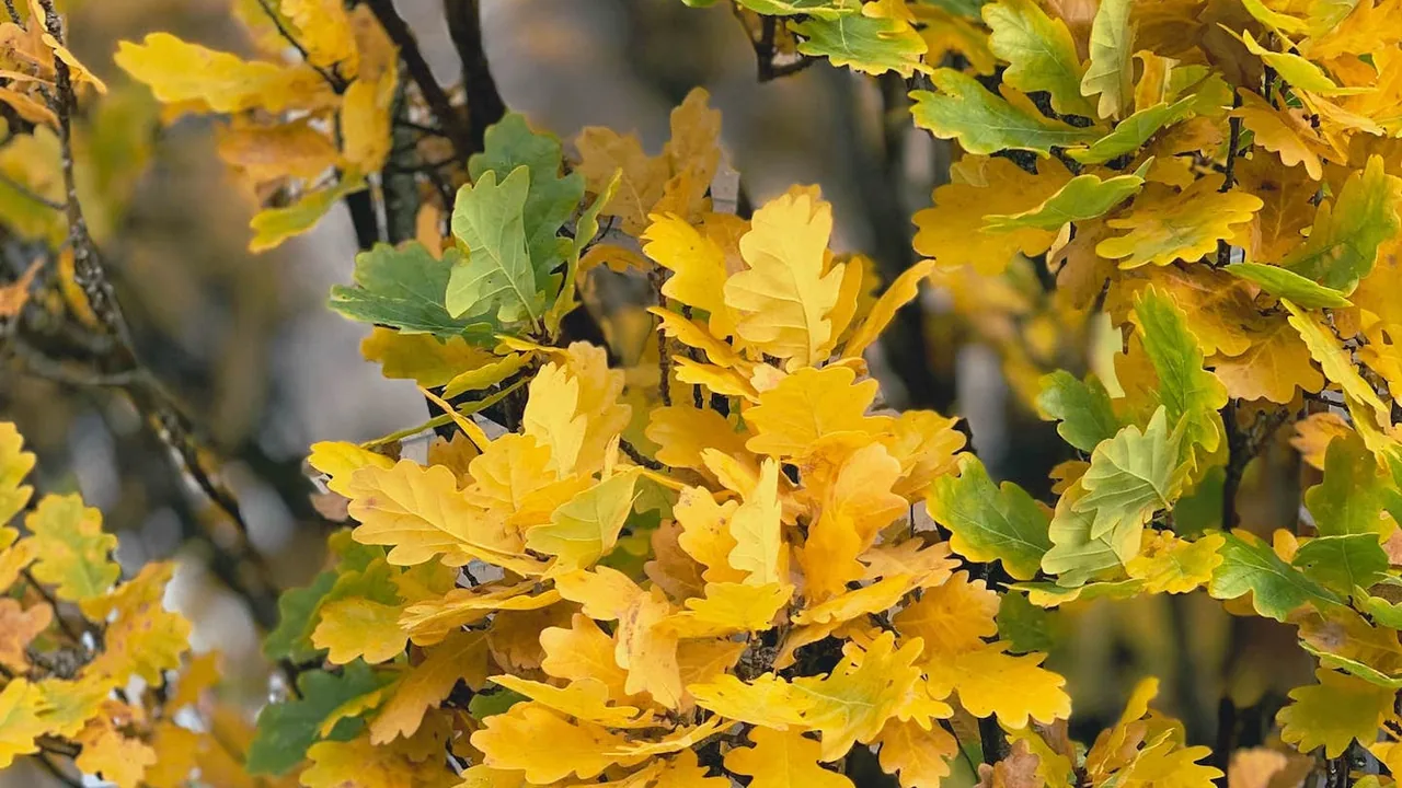 Yellow autumn leaves on a branch