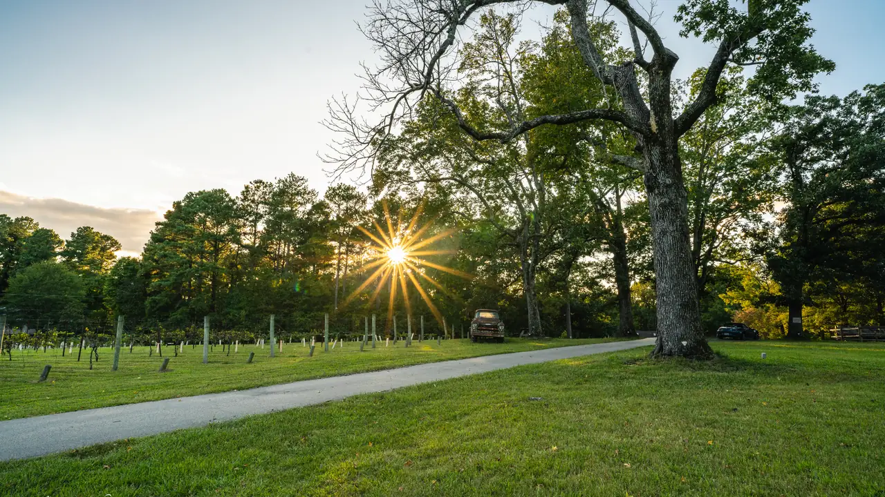 A gravel farm drive curves past a large tree and a green field at sunset.