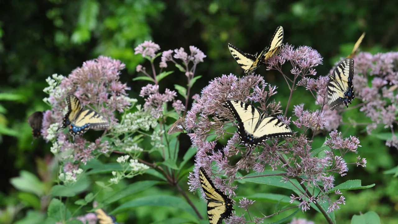 Swallowtail butterflies feed on purple wildflowers