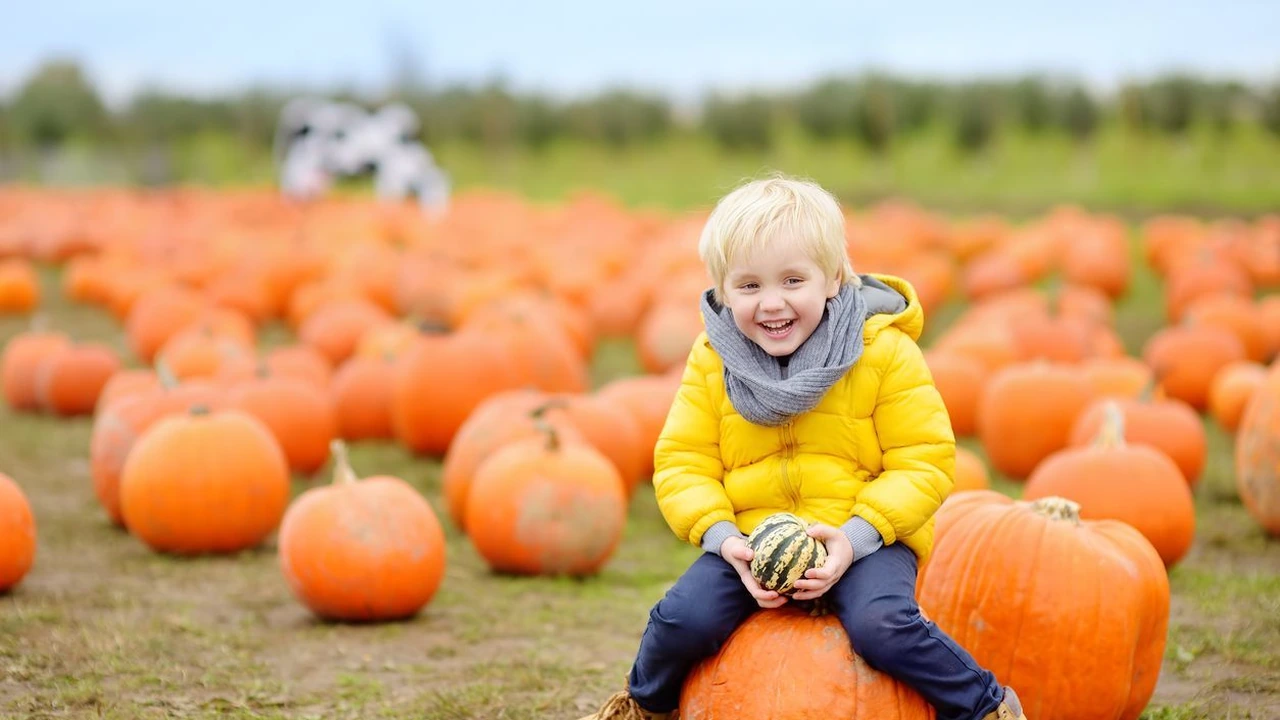 A toddler sits among pumpkins in a field