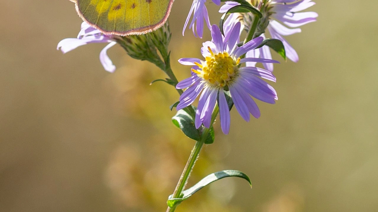 A purple aster in bloom