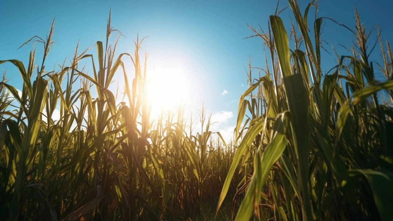 Sun shines through tall cornstalks