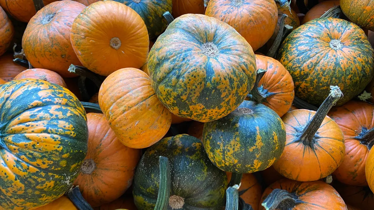 A heap of orange and blue-green pumpkins in many shapes and sizes.