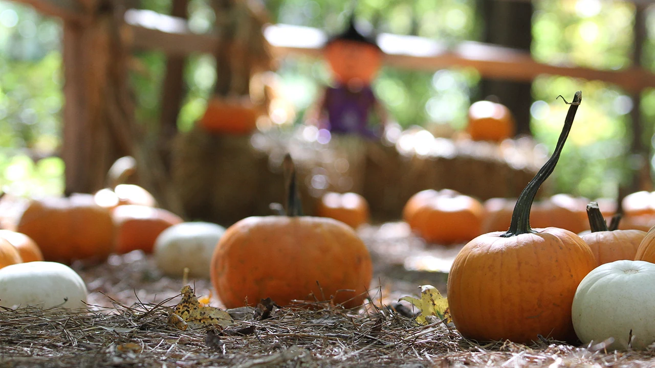 Small pumpkins scattered on straw under trees with a scarecrow in the background.