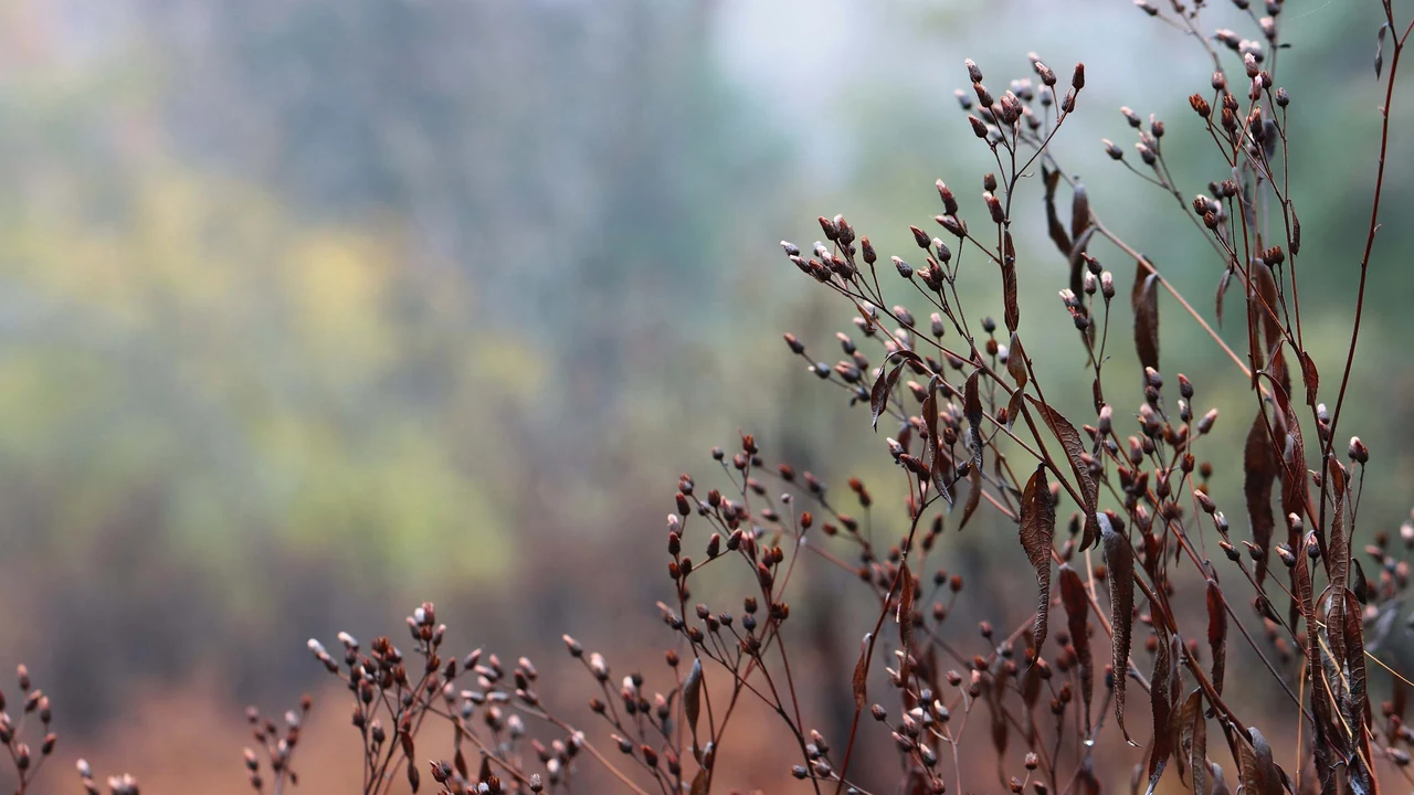 Dried seed heads in a soft-focus meadow