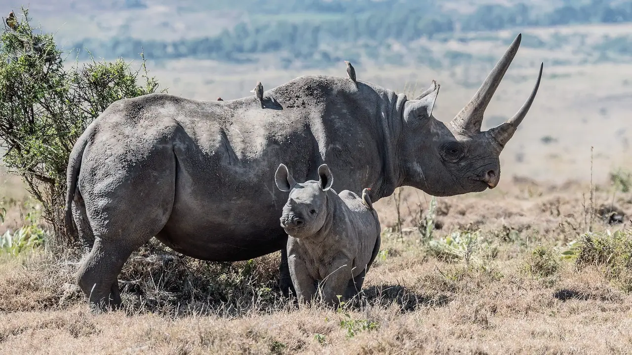 A rhino and her calf on the savanna