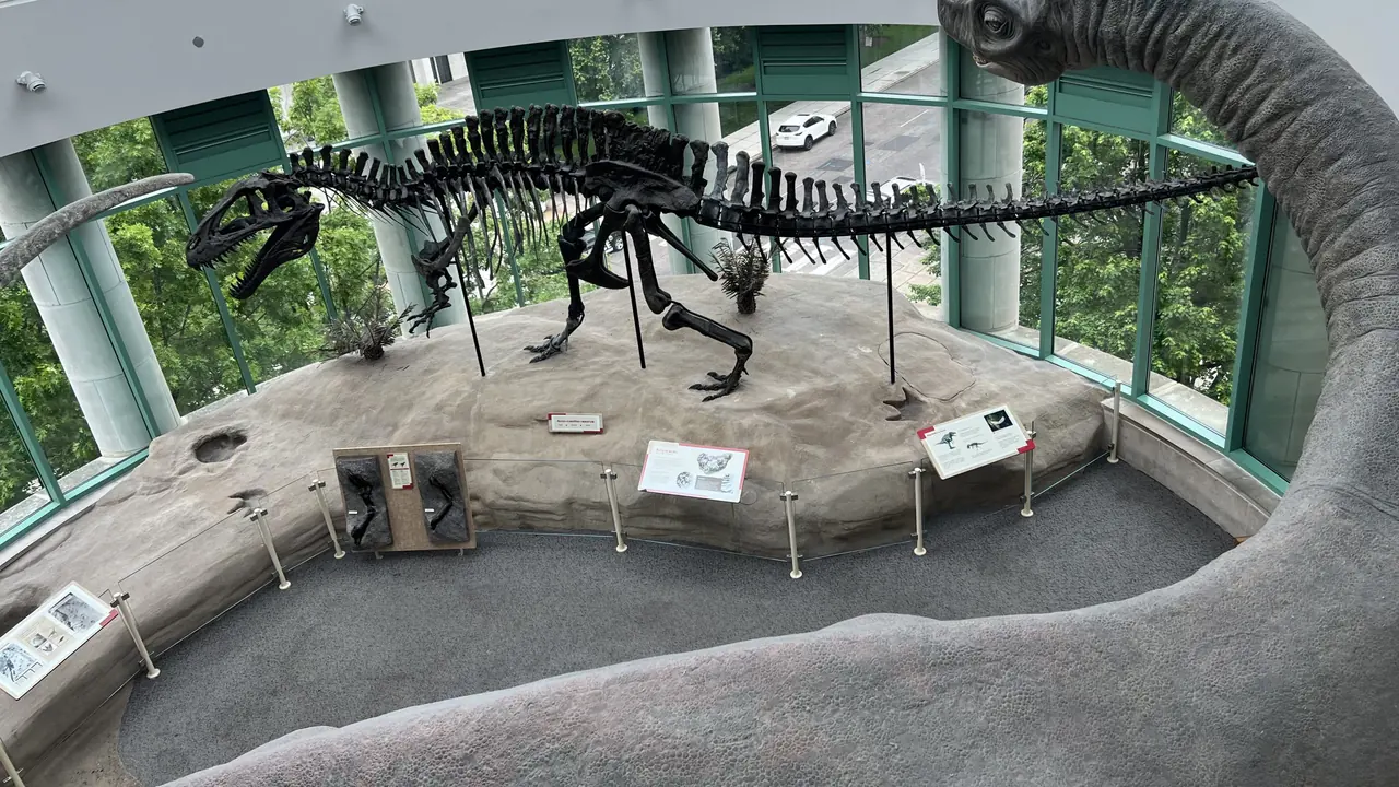 A dinosaur skeleton displayed on a rock platform in a round museum gallery.