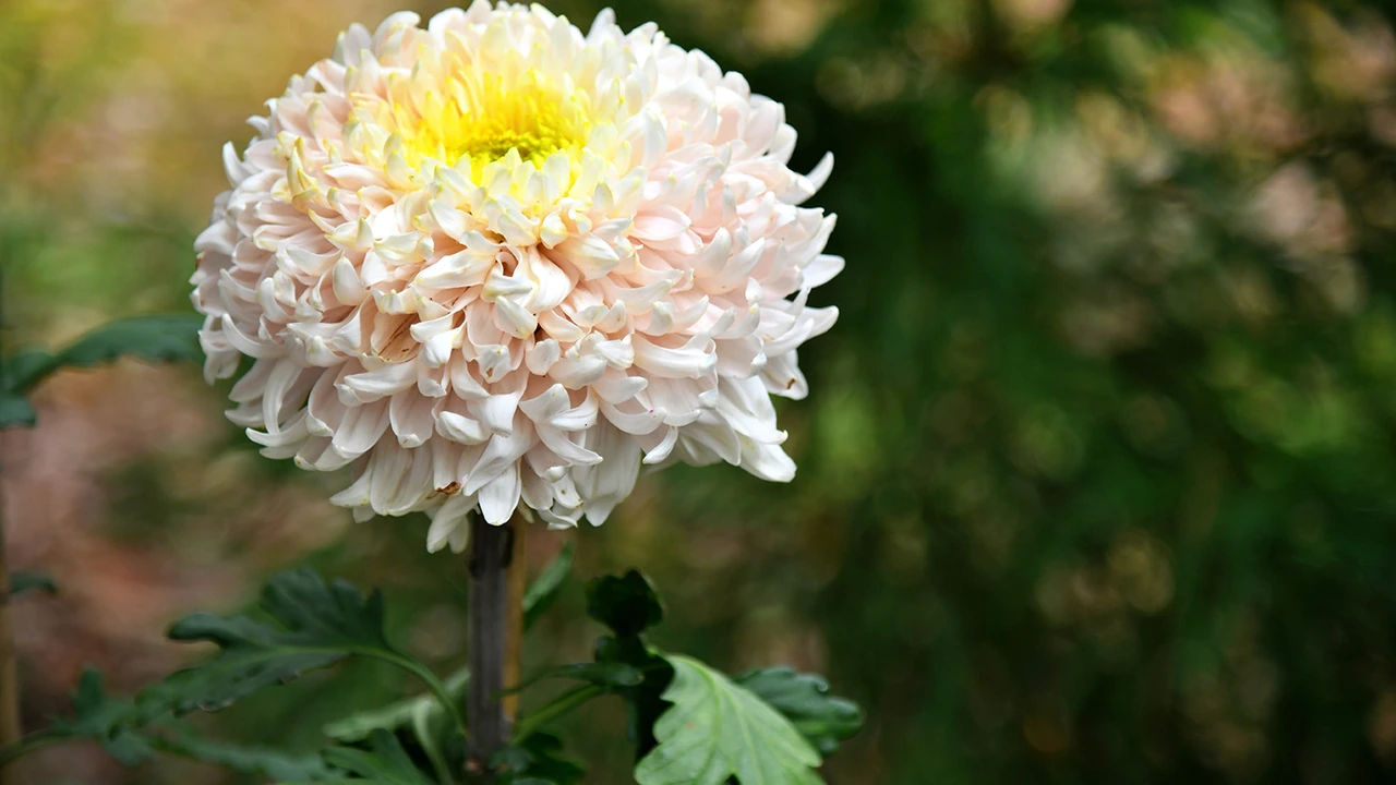 A white chrysanthemum in bloom