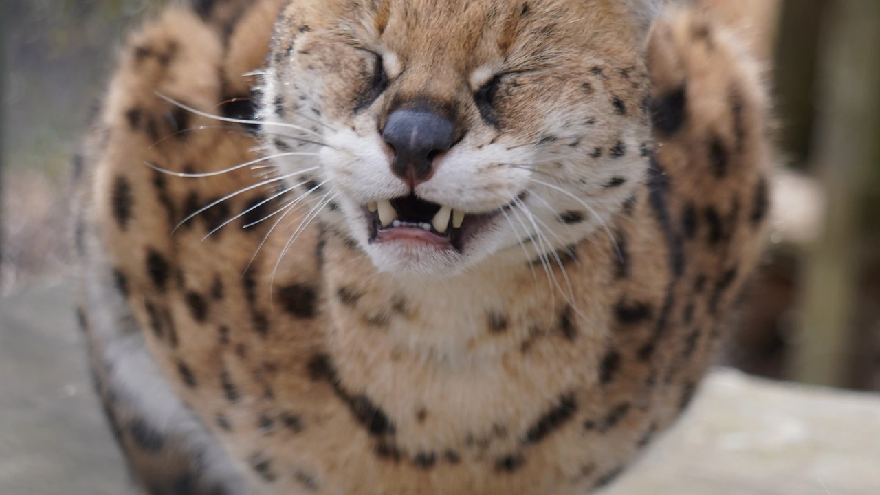 A serval cat crouches with its eyes closed and mouth open.