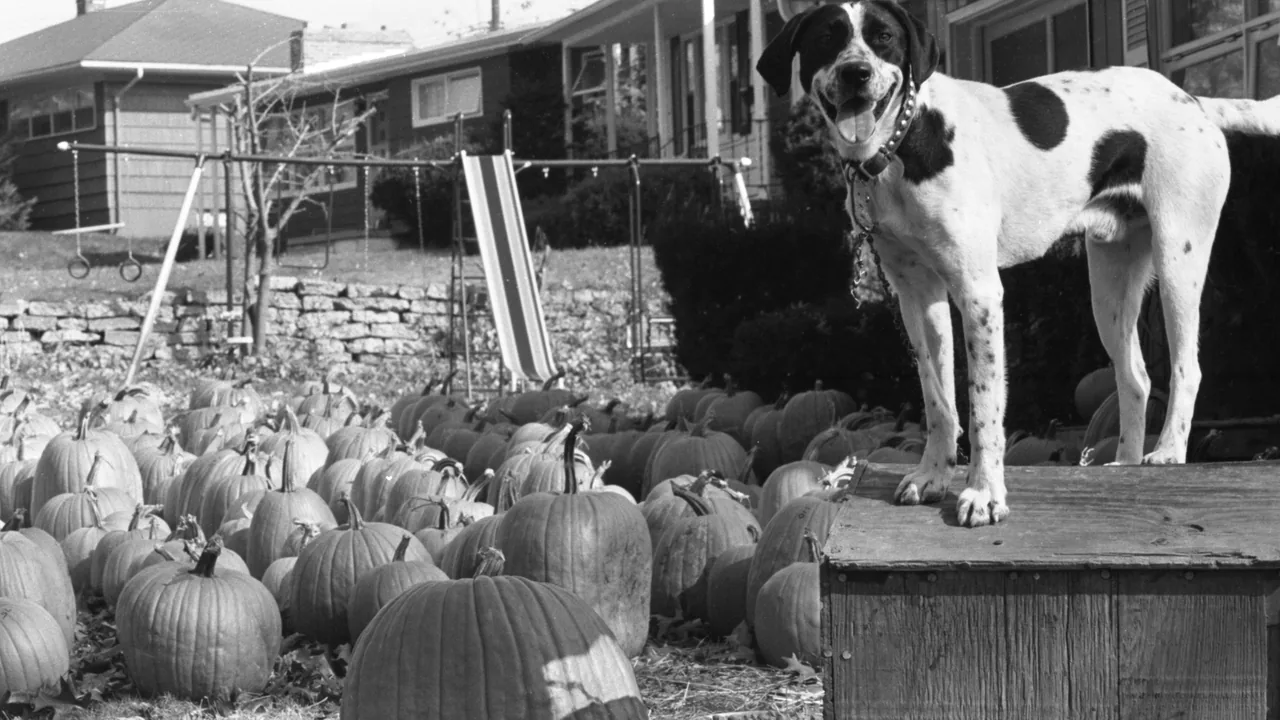 A dog stands on a ledge above a pumpkin patch in black and white