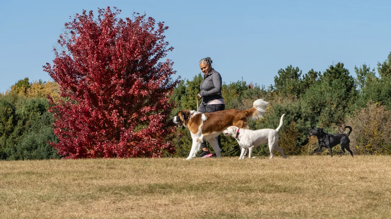 A man walks three dogs across a field beside a red-leafed tree