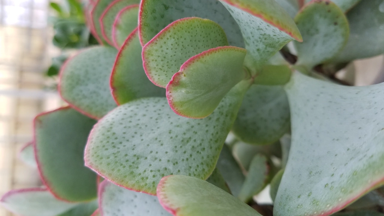 Close view of a succulent plant with red-edged leaves