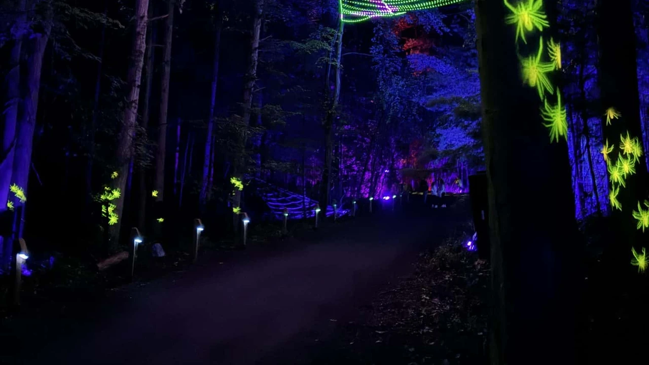A wooded night trail lit with blue and green lights along the path.