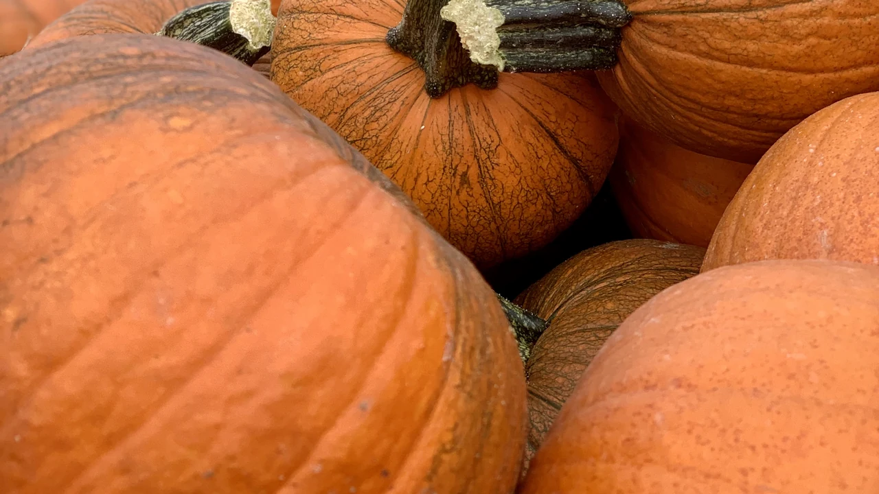 A close-up pile of large orange pumpkins.