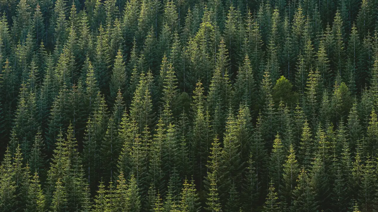 A dense evergreen forest seen from above