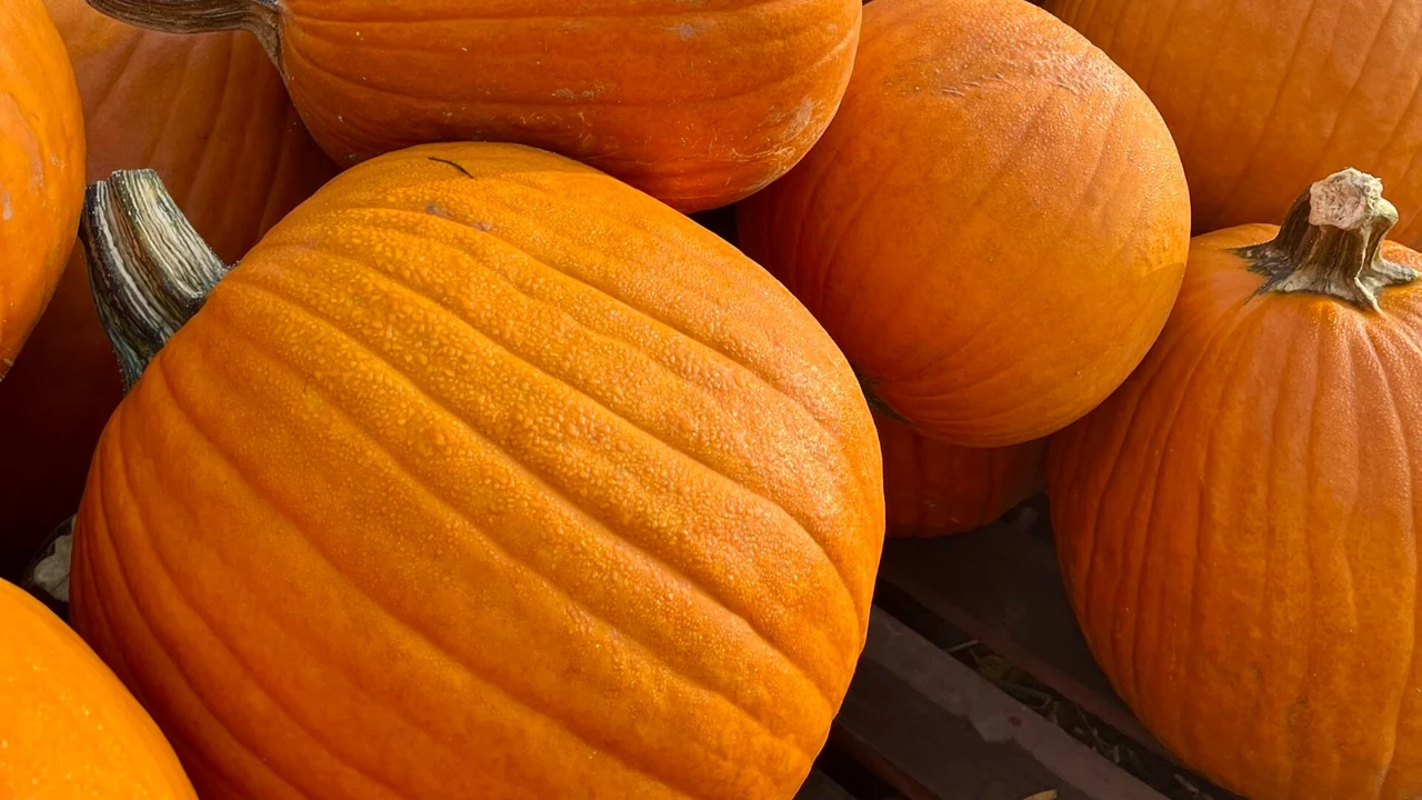 A pile of bright orange pumpkins with thick stems.