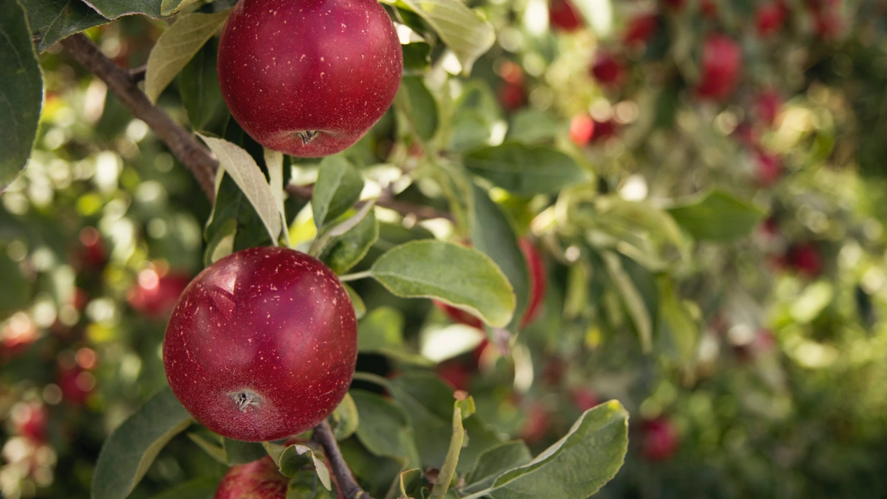 Red apples hanging on a leafy branch in an orchard.