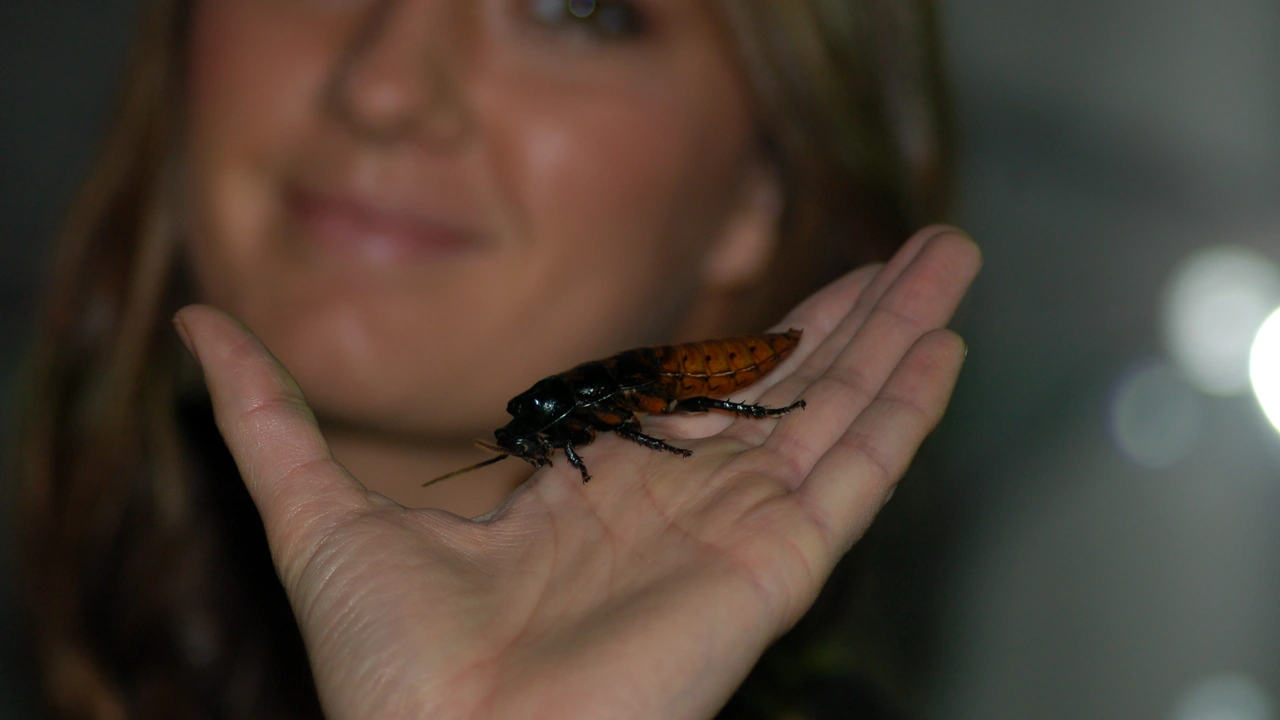 A woman holds a hissing cockroach on her open palm