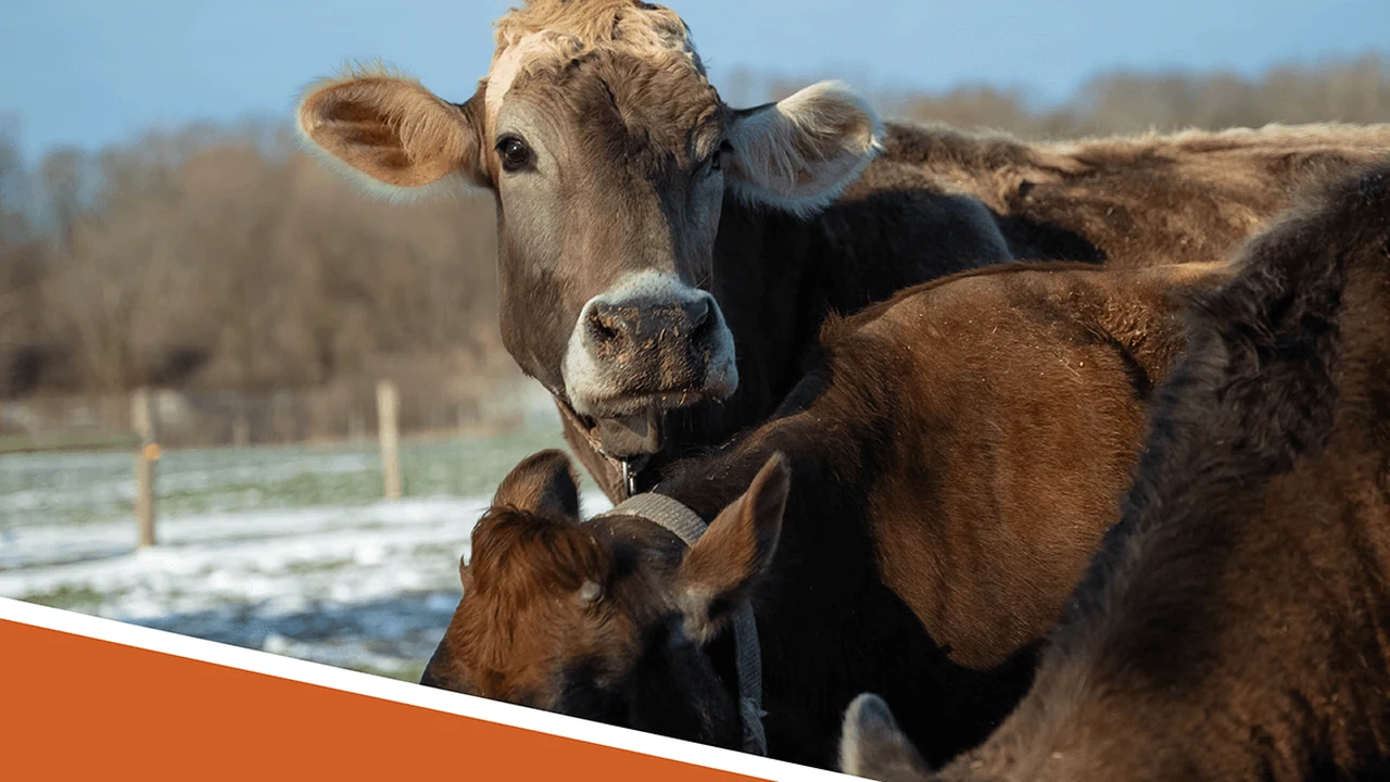 Brown cows crowd together at a farm fence