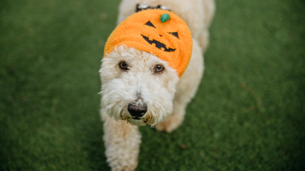 A shaggy white dog wears a knit pumpkin hat