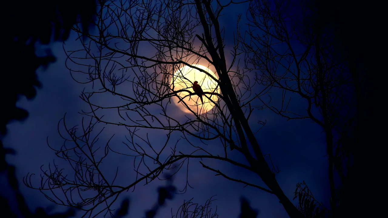 A full moon glows behind bare tree branches at night
