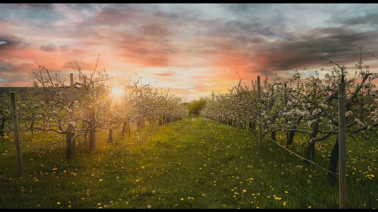 Rows of fruit trees in an orchard at sunset, with green grass in the foreground.
