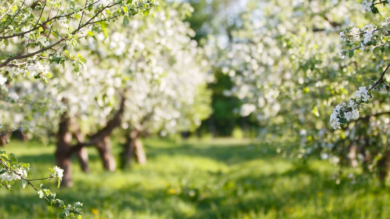 An orchard of blossoming apple trees