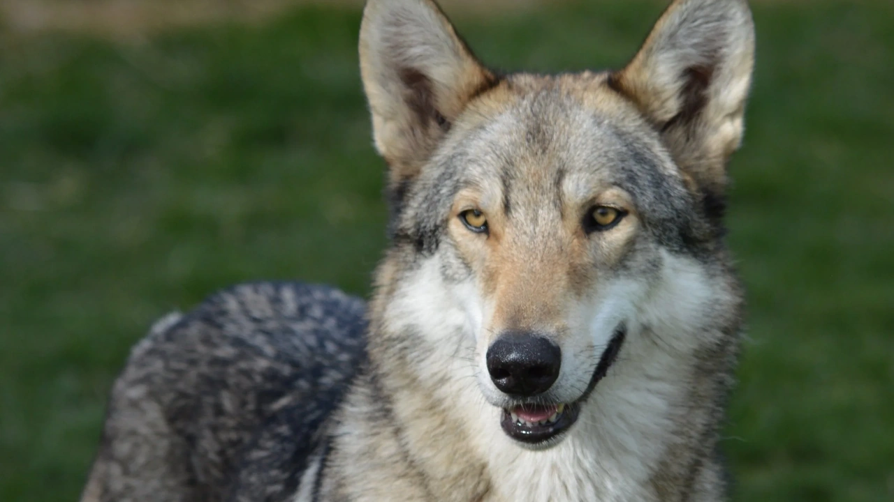 A gray wolf standing on green grass, looking toward the camera.