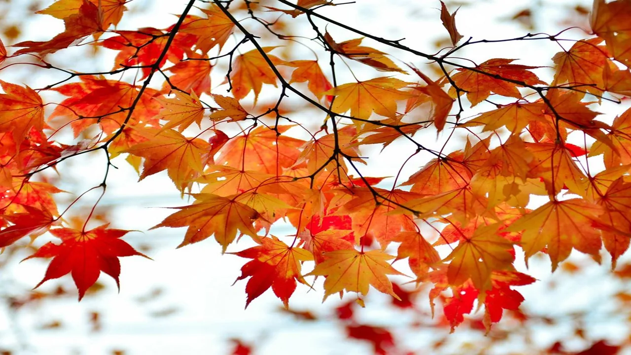 Orange and red maple leaves on bare branches